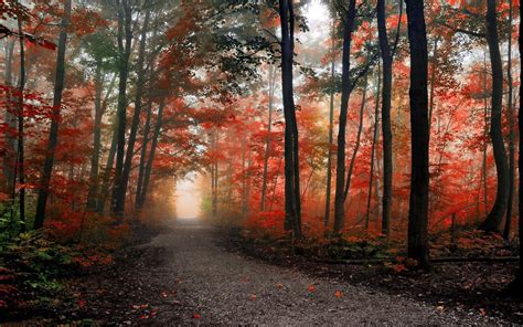 Autumn Forest Path Wallpapers - Wallpaper Cave