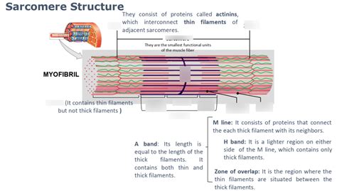 sarcomere structure Diagram | Quizlet