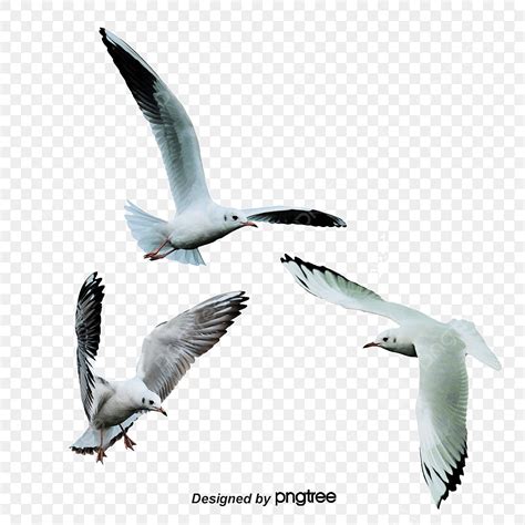 Flying Seagull Clipart Transparent PNG Hd, Wings Flying White Seagulls Free Png, Flying Seagulls ...