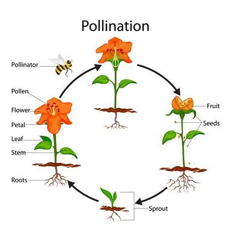 Biology: Pollination And Fertilisation: Level 1 activity for kids ...