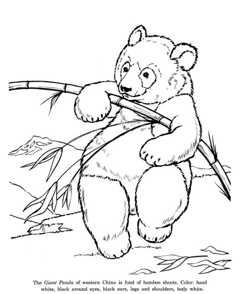 Animal Drawings Coloring Pages | Giant Panda Bear animal identification drawing and coloring ...