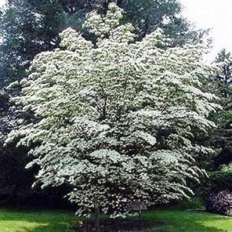 Chinese Dogwood Tree Seeds | Dogwood trees, Tree seeds, Trees to plant