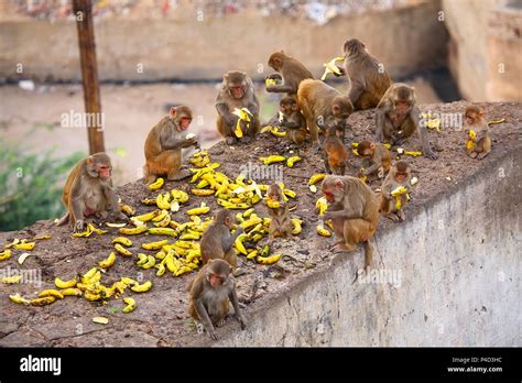 Two Monkeys Eating Bananas