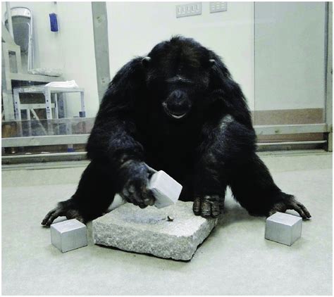 A chimpanzee using a cuboid-shaped hammer to crack open a nut in a pit ...