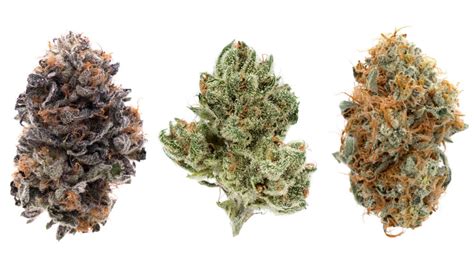 The Different Types of Weed Strains Explained - EmilyancePennington