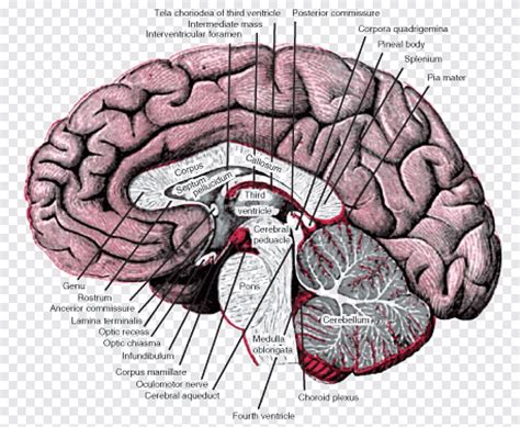 Basal ganglia Nucleus Forebrain Anatomy, nervous system, people ...