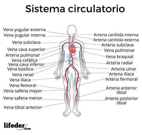 Sistema Circulatorio Humano Dibujo | Images and Photos finder