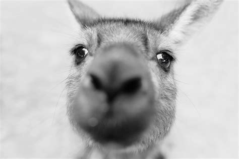 Kangaroo Close-Up | Australia animals, Kangaroo island, Kangaroo