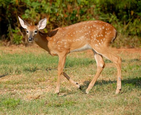 Baby Fawn Free Stock Photo - Public Domain Pictures