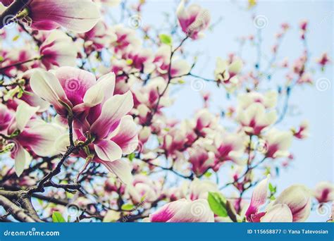 Flowering Magnolias in the Botanical Garden. Stock Image - Image of ...