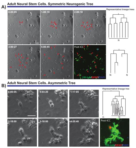 Live Imaging Followed by Single Cell Tracking to Monitor Cell Biology and the Lineage ...