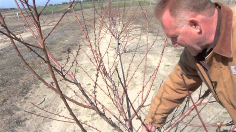 Pruning a Two-Year Old Peach Tree. Wonderful information on pruning my peach tree. Did you know ...