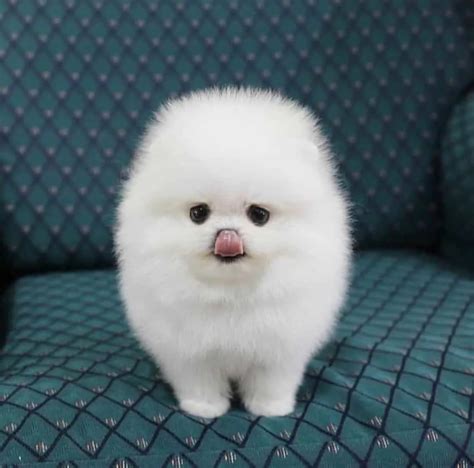 Teacup Pomeranian: Breed Information And Ultimate Care Guide