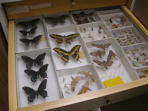 Entomology Collection - Colorado College