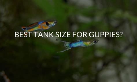 Guppy Tank Setup Archives - Betta Care Fish Guide