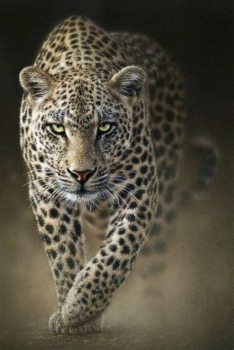 Pin by Photo Passionate on Wildlife The Big Cats | Animal photography ...