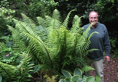 Dryopteris wallichiana | Pan Global Plants