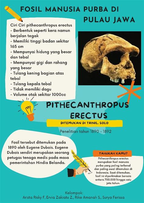 pithecanthropus erectus di 2023 | Fosil, Tahu, Fakta sejarah