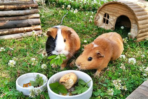 What should Guinea Pigs eat? - Vet Help Direct