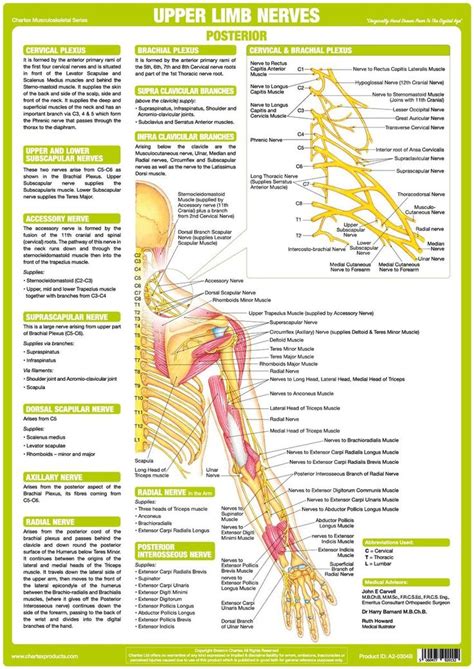 Upper Limb Nervous System Chart explains anatomy of major nerves showing nerves of Cervical & Br ...