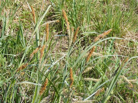 Loire Valley Nature: Sedges - Carex spp