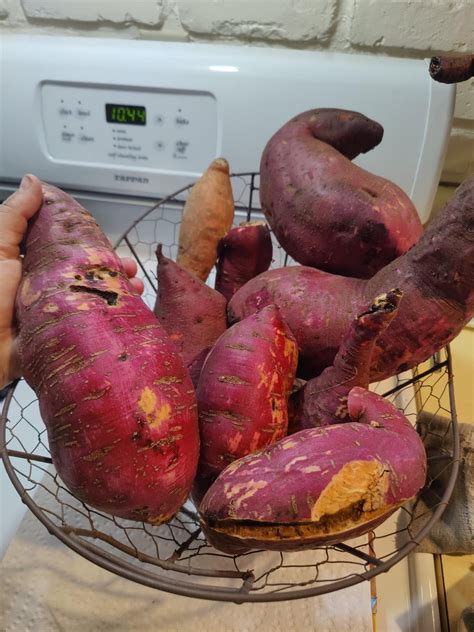 First radish harvest : r/gardening