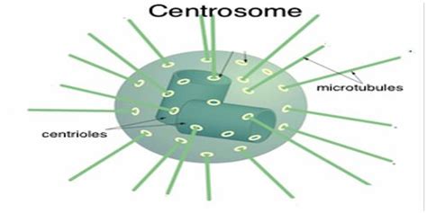 Centrosome definition with Function - QS Study