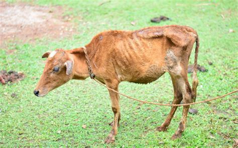 Appeal for the animals suffering due to flood in Assam (Lakhimpur ...