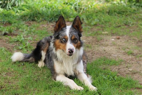 Border collie bleu merle tricolore photo et image | animaux, animaux domestiques, chiens Images ...