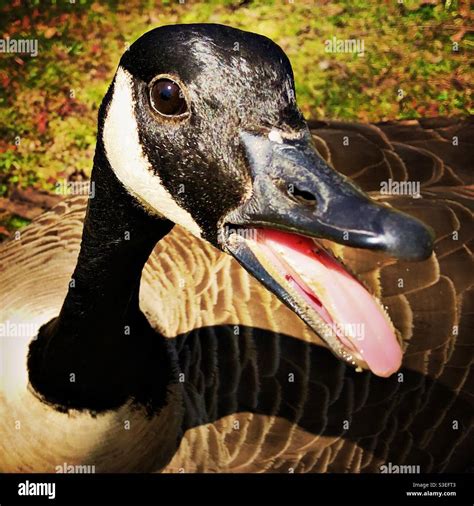 Goose tongue Stock Photo - Alamy