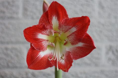 Why Does a Planted Amaryllis Bulb Need to Stick Out of the Soil? - The ...