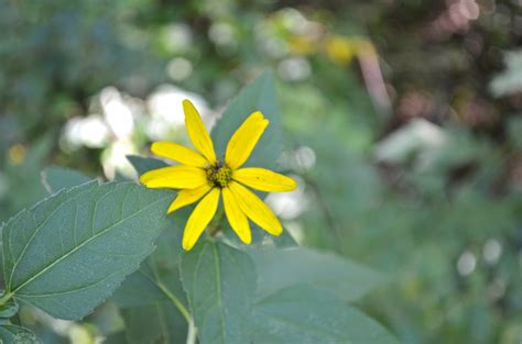 Thin-leaved Sunflower - Watching for WildflowersWatching for Wildflowers