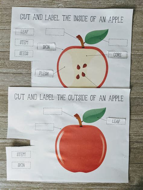 Engage Parts of an Apple Printable Activity for Preschoolers