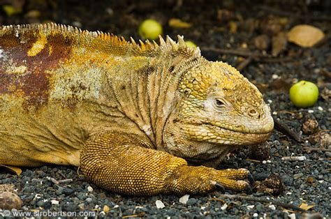 Photo of Galapagos Land Iguana 5 - Scott L. Robertson Photography