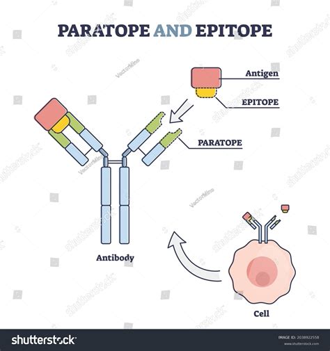 254 imágenes de Epitope - Imágenes, fotos y vectores de stock ...