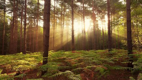 Forest Sunrise Wallpapers - Top Free Forest Sunrise Backgrounds - WallpaperAccess