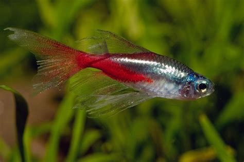 Neon Tetra Fish: Easy Care Guide for these Tropical Stunners - aquaticly.com