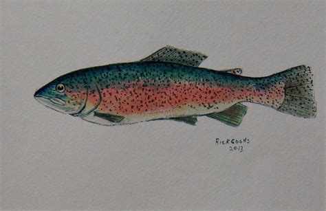 Rainbow Trout Painting by Richard Goohs - Fine Art America