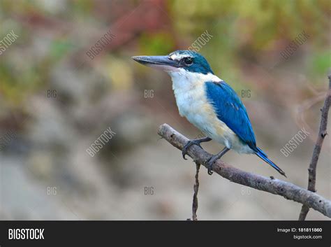 Blue White Kingfisher Image & Photo (Free Trial) | Bigstock