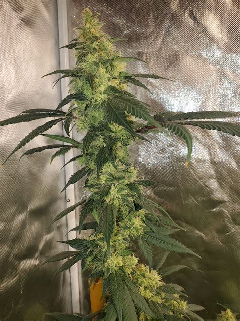 Strain-Gallery: Strawberry Snow Cone (Elev8 Seeds) PIC #28072196427915479 by Vizaresh