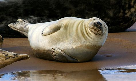 Seals at Blakeney, Norfolk | No trip to North Norfolk is com… | Flickr