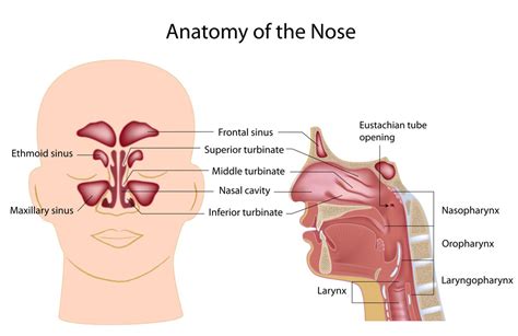 Sinus Disease - Fort Worth ENT & Sinus