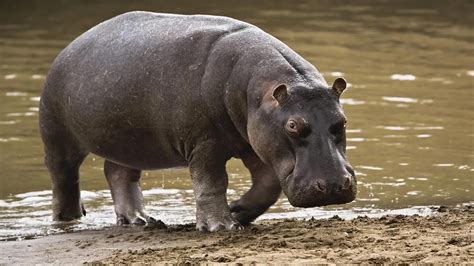 10 Interesting Hippo Facts for Children : r/facts