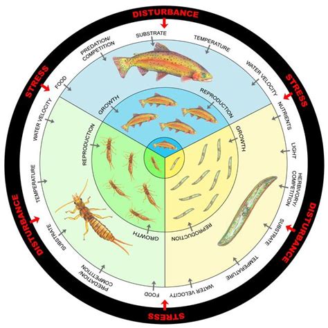 Diagram of the hierarchical levels of an ecosystem that respond to ...