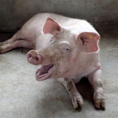 Scientists Can Now Decode Pigs’ Emotions From the Sound of Their Grunts