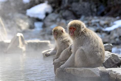 Animals Native to Japan - WorldAtlas