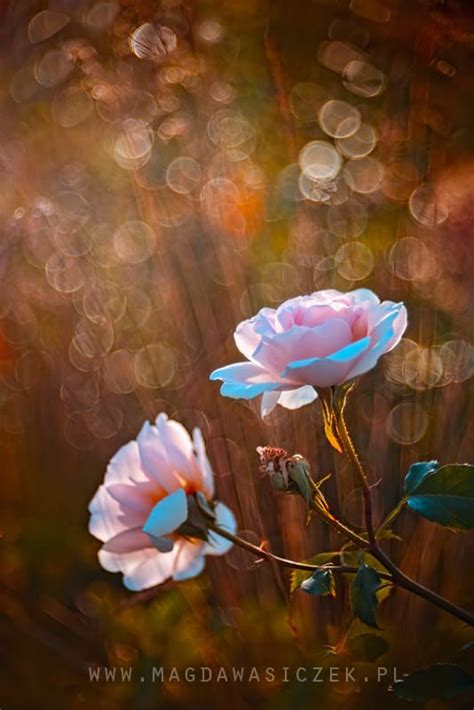 Magda Wasiczek Photography | Happy paintings, Beautiful flowers, Flowers nature