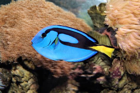 LIVING TRAVEL - AUSTRALIA - Queensland - Fish of the Great Barrier Reef