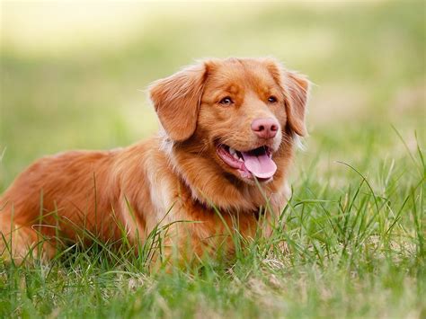 The Most Popular Dog Breeds in Canada | Reader's Digest Canada