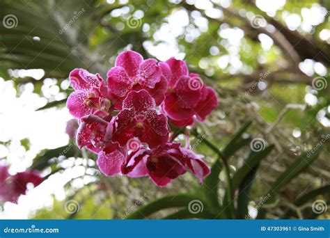 Thai orchid. stock image. Image of orchid, living, beauty - 47303961